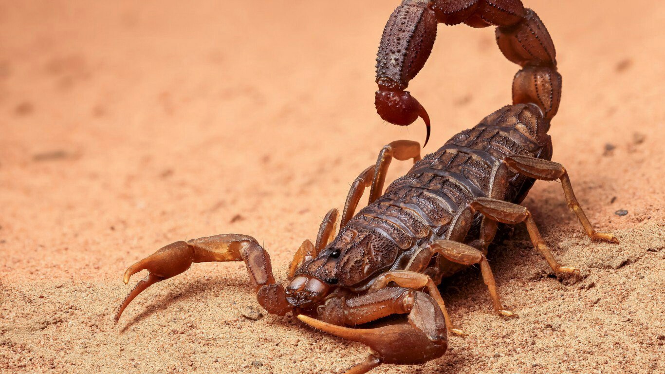 scor