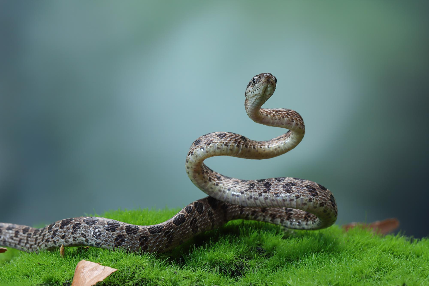 snake